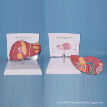 Modèle de biologie de haute qualité en anatomie humaine (R100106)